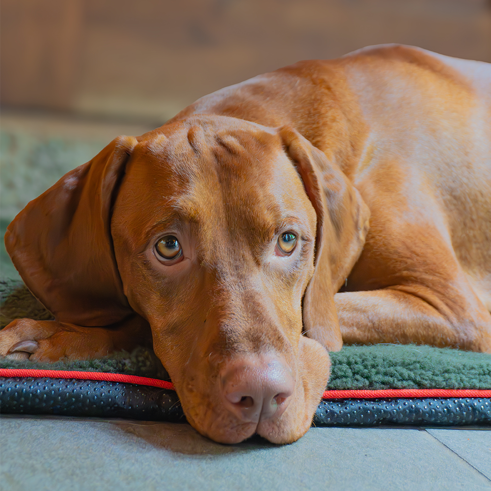 Romneys makuualusta L - Image 4